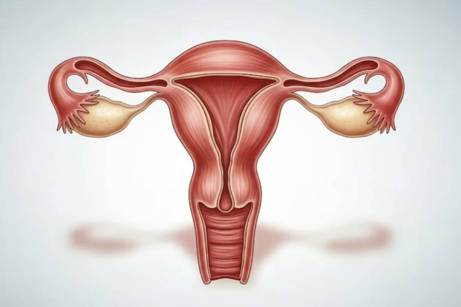Hallazgos sobre el cáncer de ovario: descubrir el origen del tumor abre nuevas vías de prevención