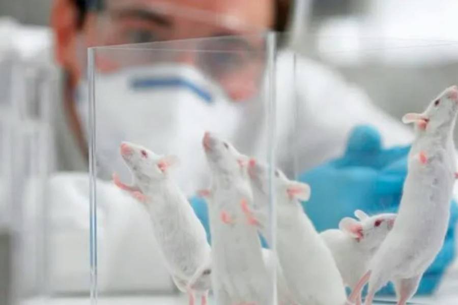 Presentaron un proyecto para reemplazar el testeo en animales de productos cosméticos