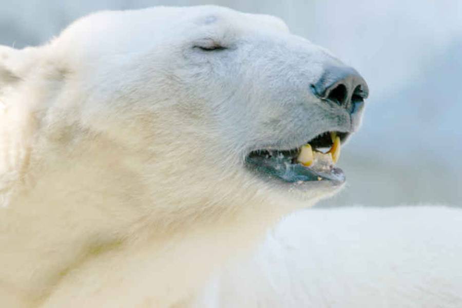 Despertó a un oso polar con una sirena en Noruega: US$ 5.000 de multa