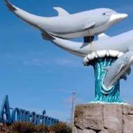 Polémica con Aquarium de Mar del Plata: buscan vender cuatro pingüinos a 40 mil dólares para pagar deudas