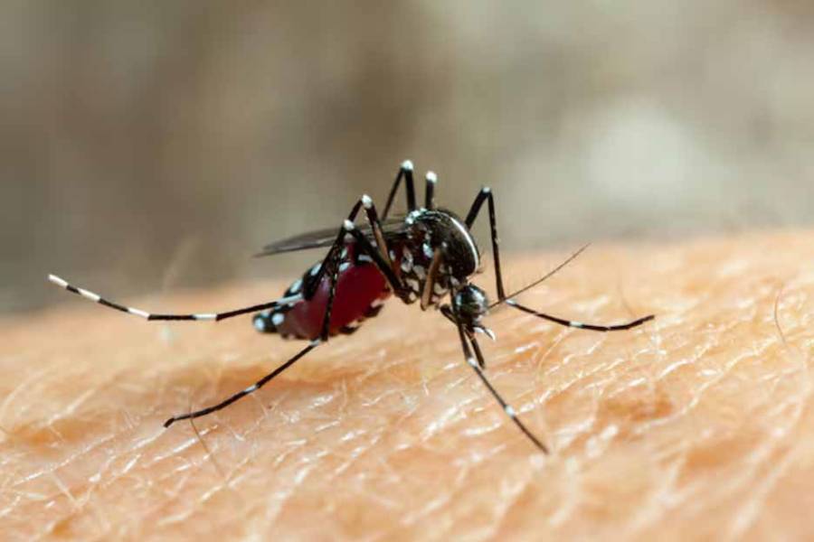 Dengue: recomiendan poner mucho foco en la prevención para evitar otro brote