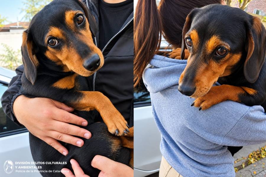 Rescataron al perrito Salchicha de su amo malo