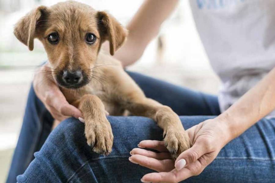Día Mundial del Perro Adoptado: conocé la situación en Argentina