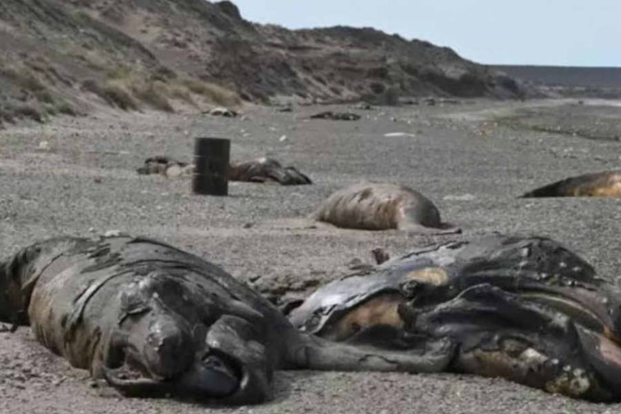 Alarma en Puerto Madryn por la muerte récord de ballenatos: investigan una misteriosa bacteria