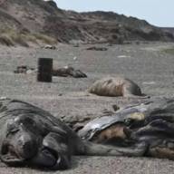 Alarma en Puerto Madryn por la muerte récord de ballenatos: investigan una misteriosa bacteria