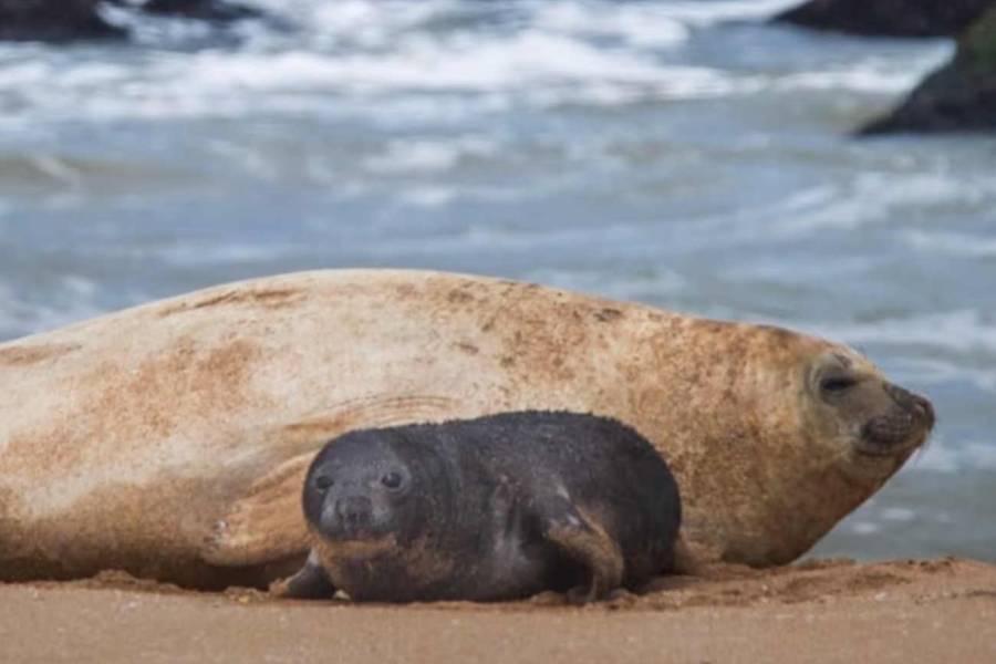 Nació un elefante marino en Mar del Plata: lo apodaron Alfredito y hay un monitoreo permanente