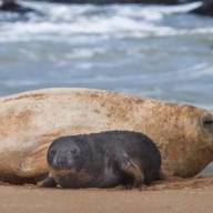 Nació un elefante marino en Mar del Plata: lo apodaron Alfredito y hay un monitoreo permanente